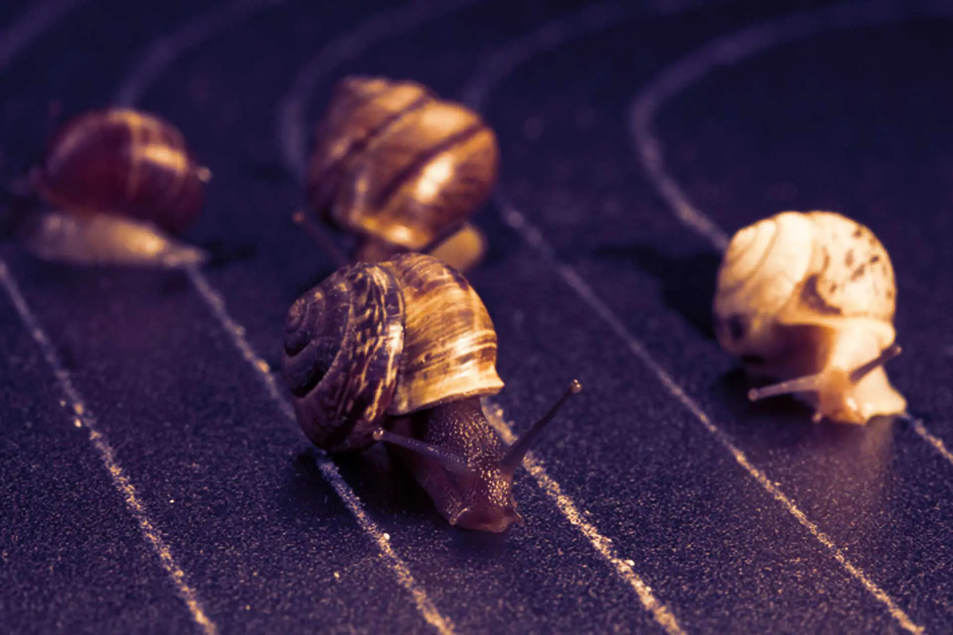 Positions of PHEC chairperson