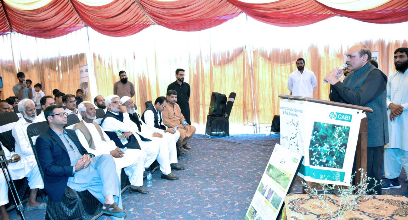 weed more dangerous than dengue