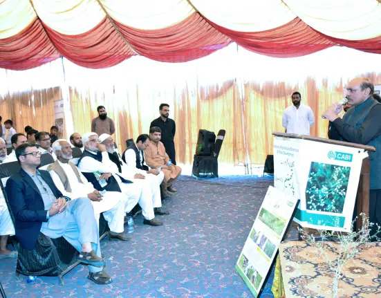 weed more dangerous than dengue