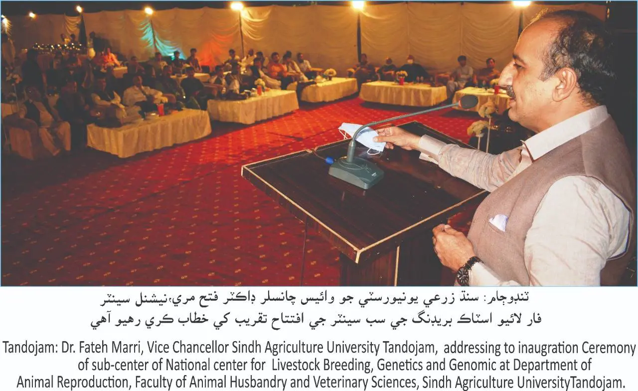 Academics express concern over endangered cattle breed