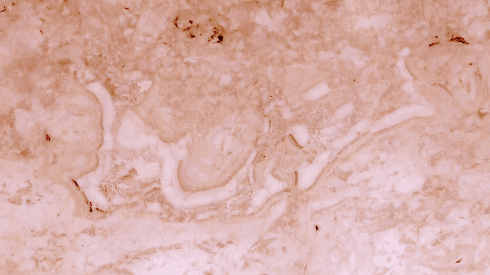 ‘Bismillah’ discovered on a stone from the dinosaur era in Turkey