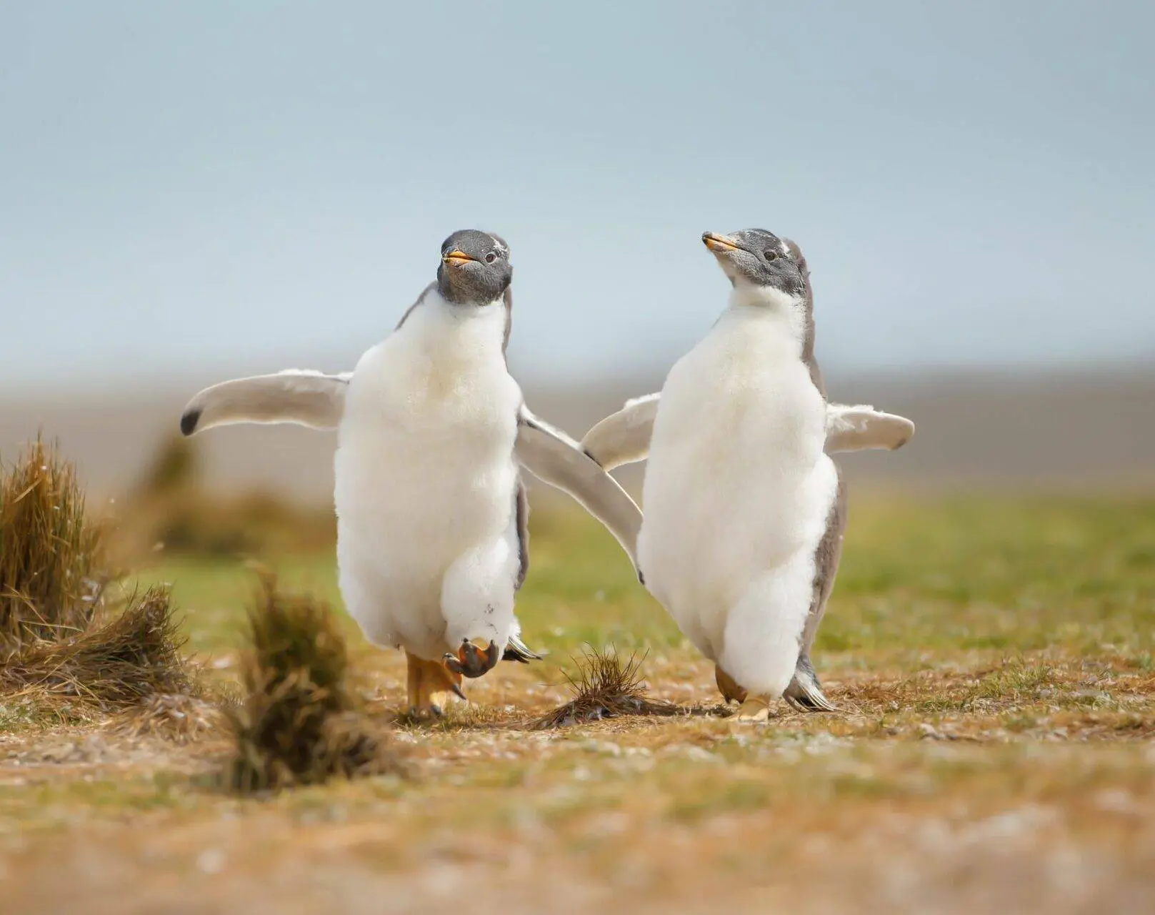 Reasons to study a Zoology degree