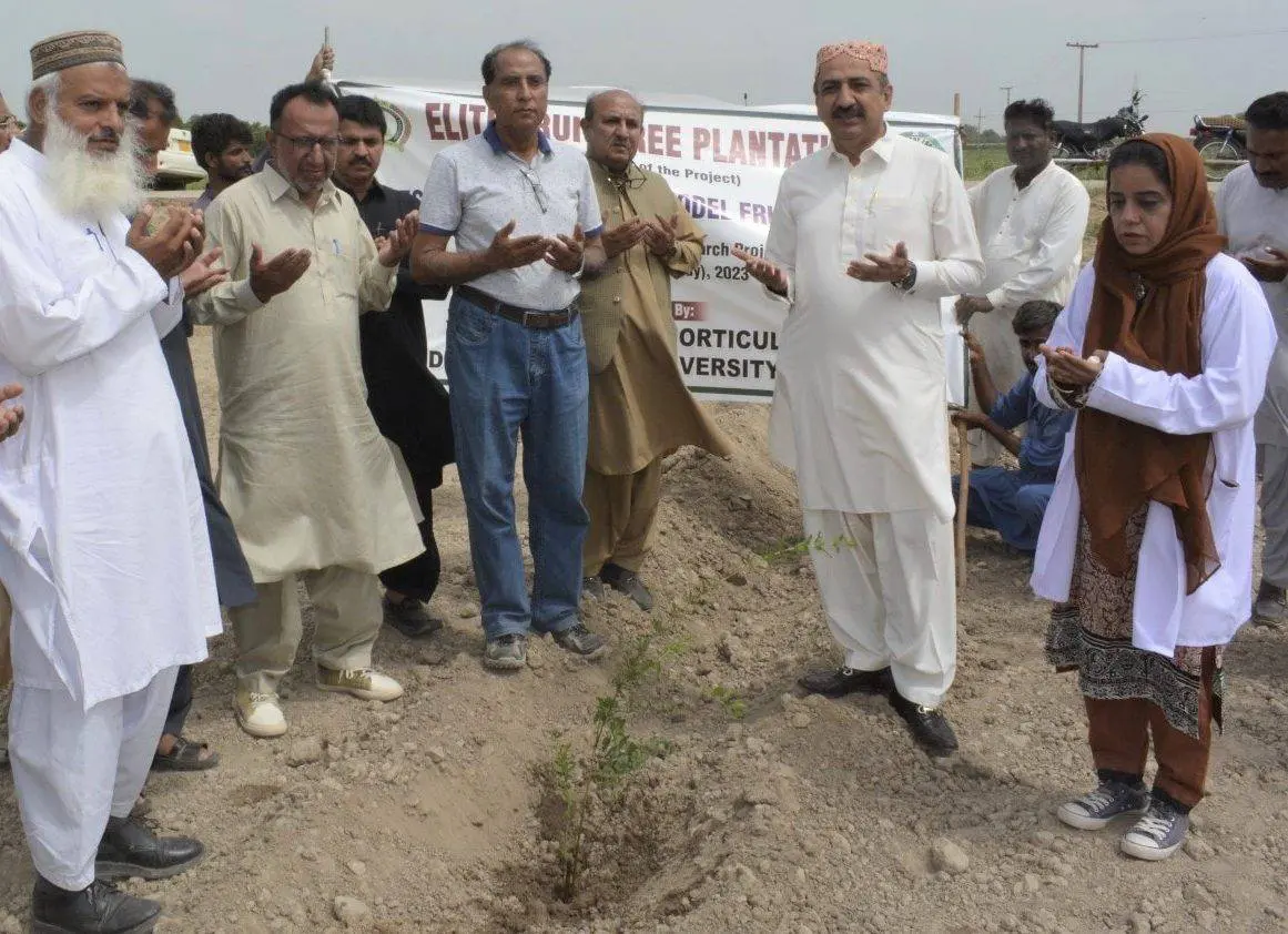 SAU olive and pomegranate field