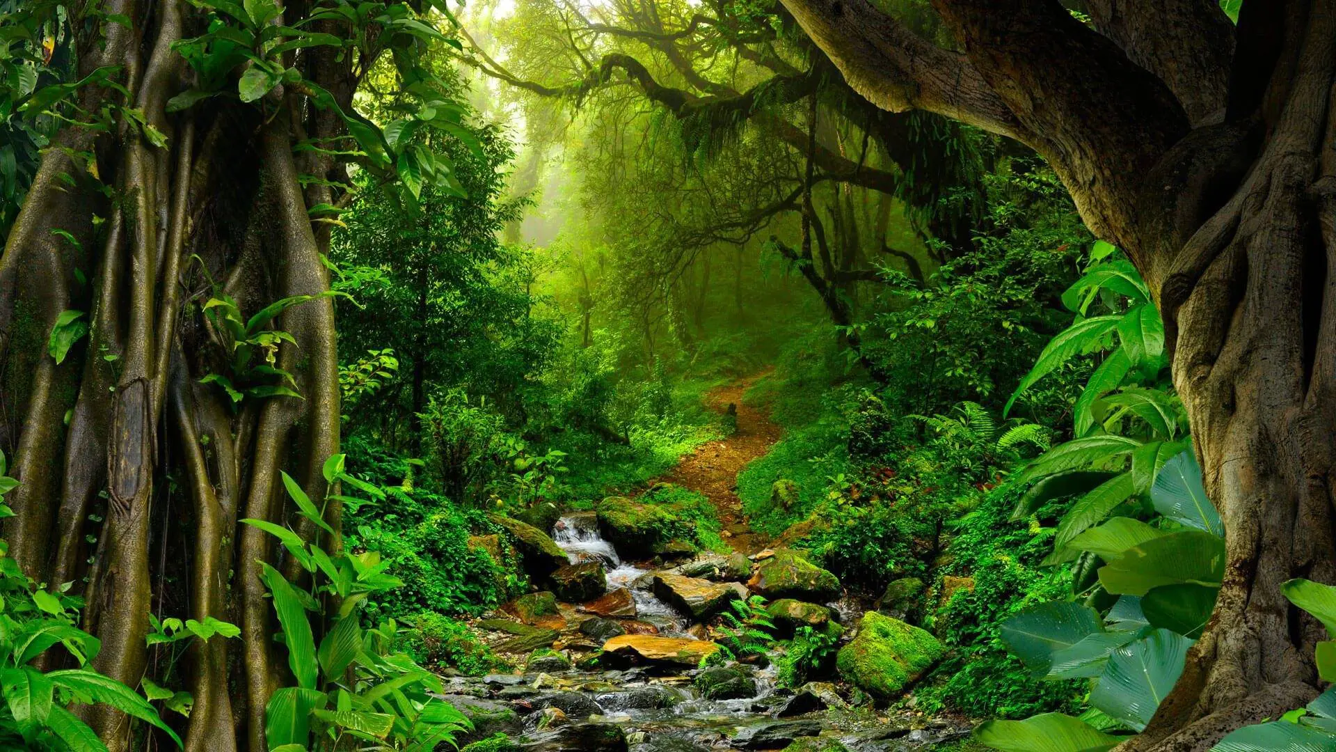 Interesting rainforest facts